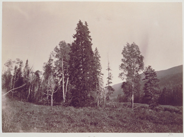 Picture of Munger's Trees